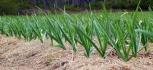 garlic_114_sm