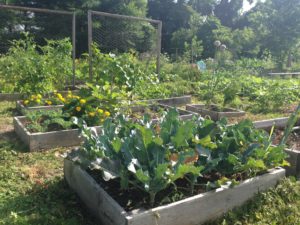 Leola St. Garden beds growing strong!