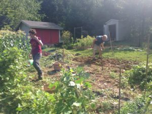 St. Luke's volunteer garden coordinator, Bill Marr, gets ready to till after a volunteer pulls out bean plants.