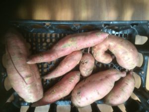 One plant sweet potato harvest