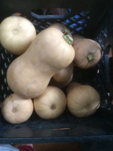 Big Ugly Gardener winter squash
