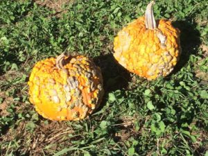 14801050_10155340745133625_1000485166_n