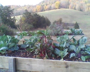 Our handicapped beds with fall crops.