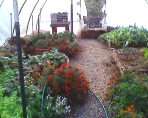 Fall crops in our greenhouse.  We have our stir fry greens in here and they seem to really like it.