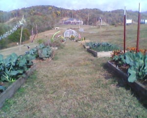 Raised beds of cabbages, kales, onions and lettuces.  You can see a bit of deer scaring/attracting tinsel in the left corner. 