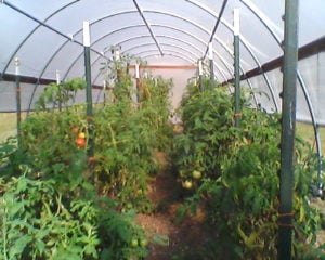 Tomato high tunnel going strong.