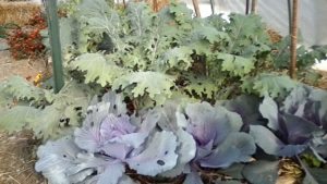 Greenhouse cabbage and kale.