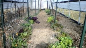 Lettuces and purple mustard and winter peas in high tunnel.