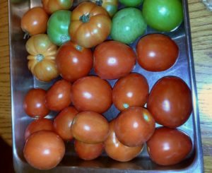 Tomatoes ripening on the table today