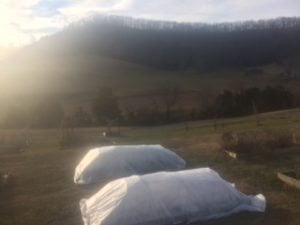 Raised beds with row cover.