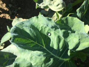 Brassica w/ Droplet