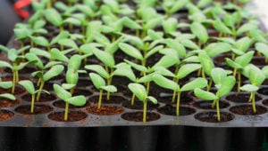 plants-guru-seedling-trays