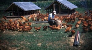 Poultry farming, c. 1940's