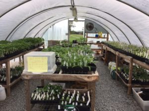 Greenhouse filled to bursting with plants for members and sale.