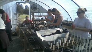 Another shot of greenhouse babies and hard workers.