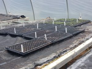 Plants in RCARS Greenhouse