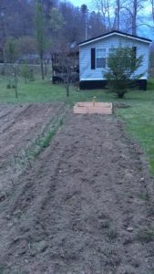 lettuce bed and onions wayne spencer