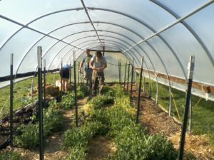 High Tunnel Tomato Planters April-12th