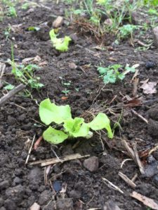 17974265_1840212566304094_170413829_n