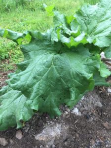 18009614_1840212596304091_134430281_n