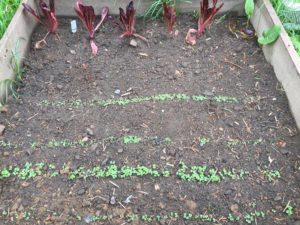 18043107_1840212622970755_1948431512_o