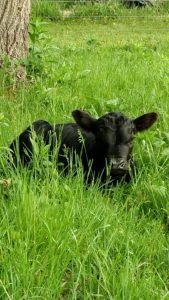 IMG_20170417_084157311