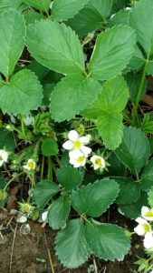 IMG_20170422_143151382 (1)