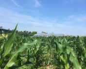 corn, beans, potatoes companion planting image