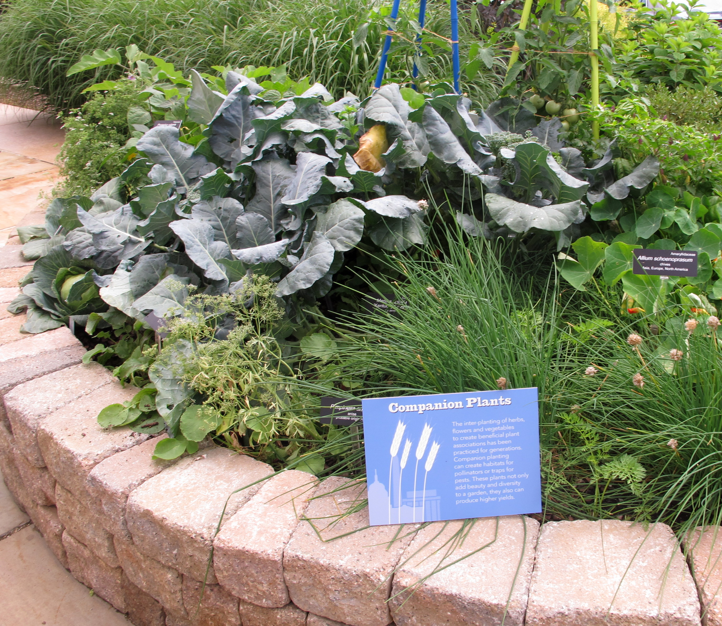 A diverse planting of veggies and herbs