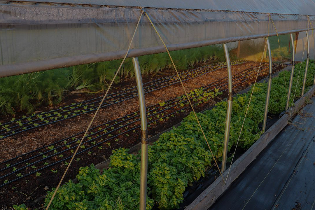 high tunnel- drip irrigation