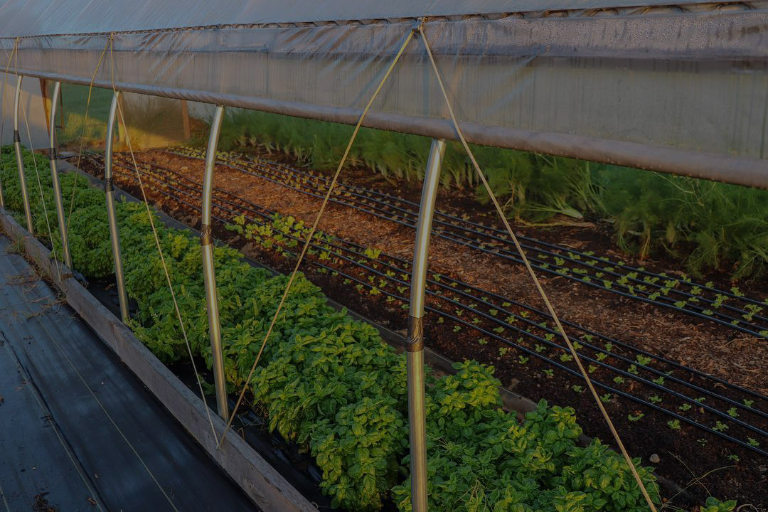 high tunnel- drip irrigation2
