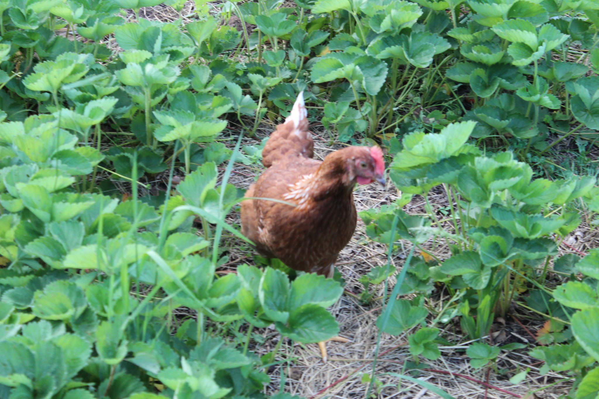 Sandy’s bug control