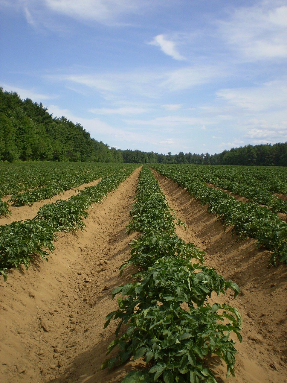 photo of potato field