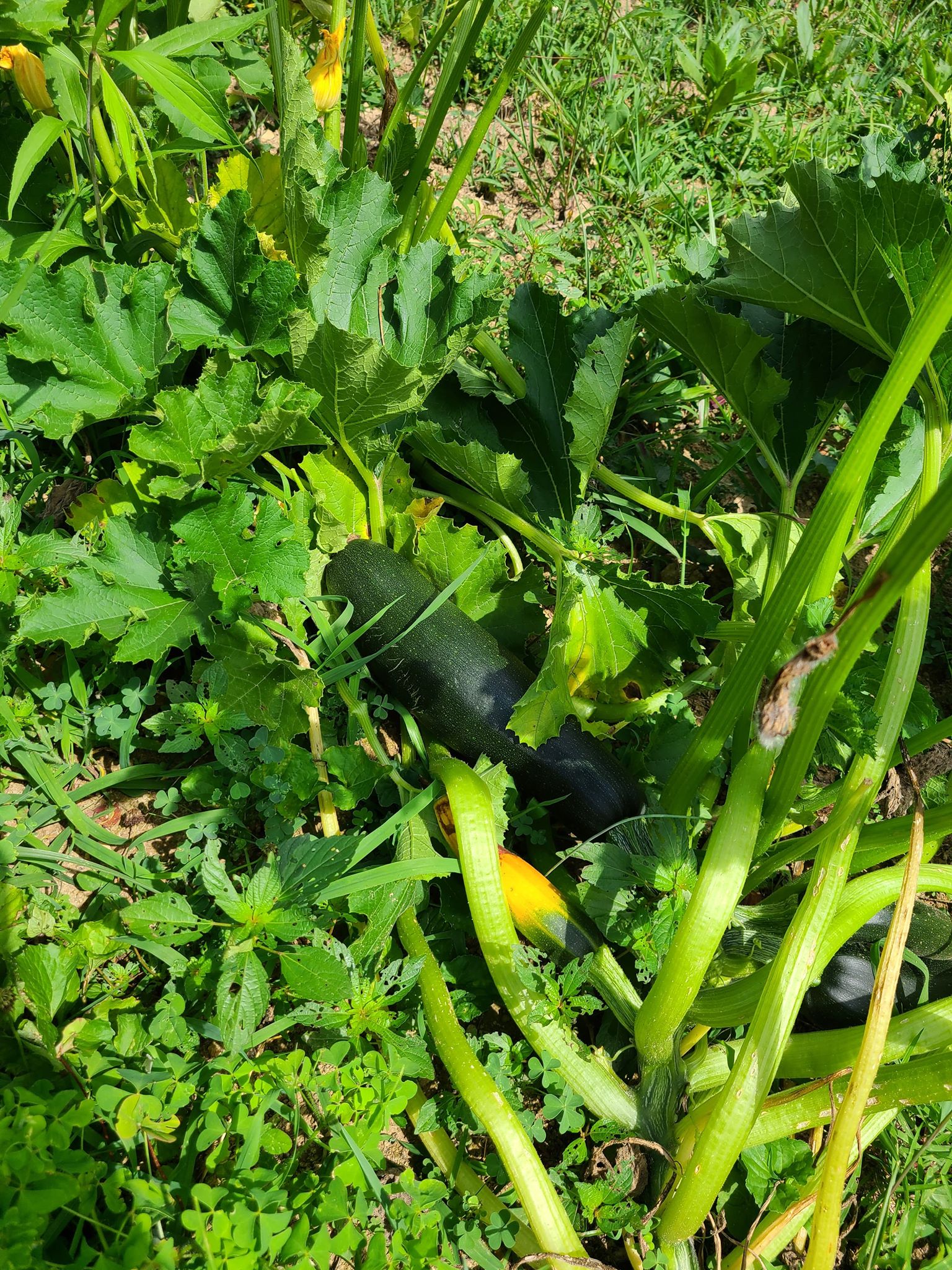 111149342_316017509546759_3032084515883069256_n