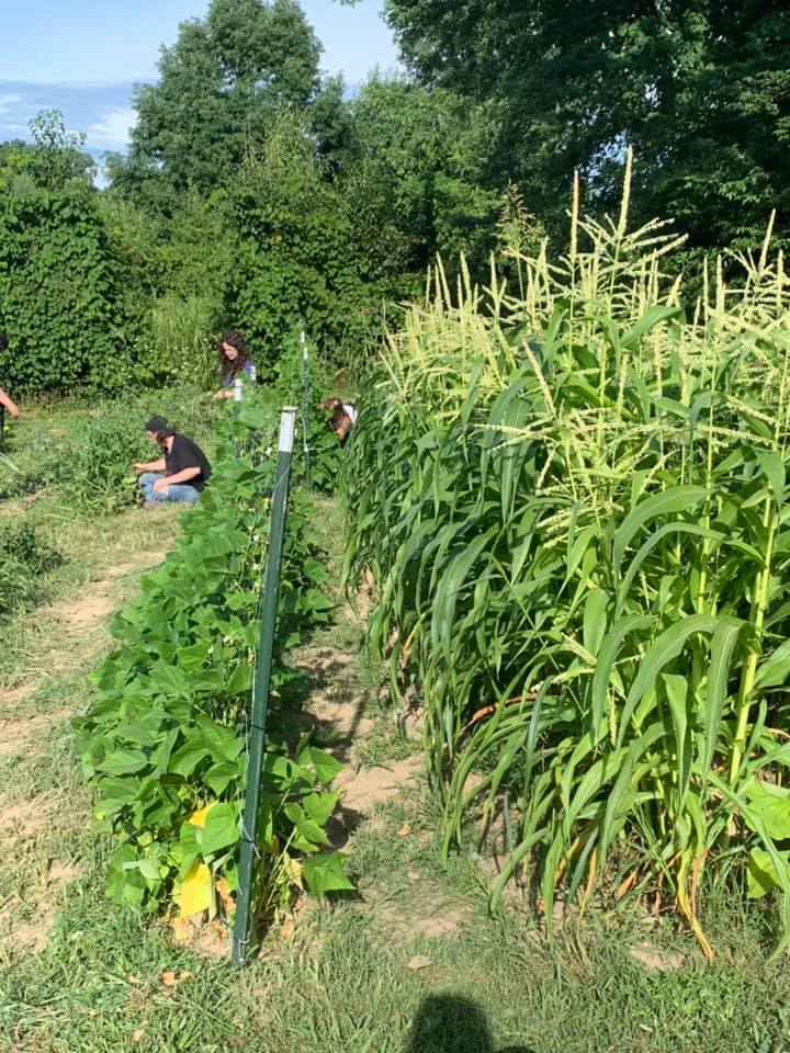 Morristown TN Garden 08