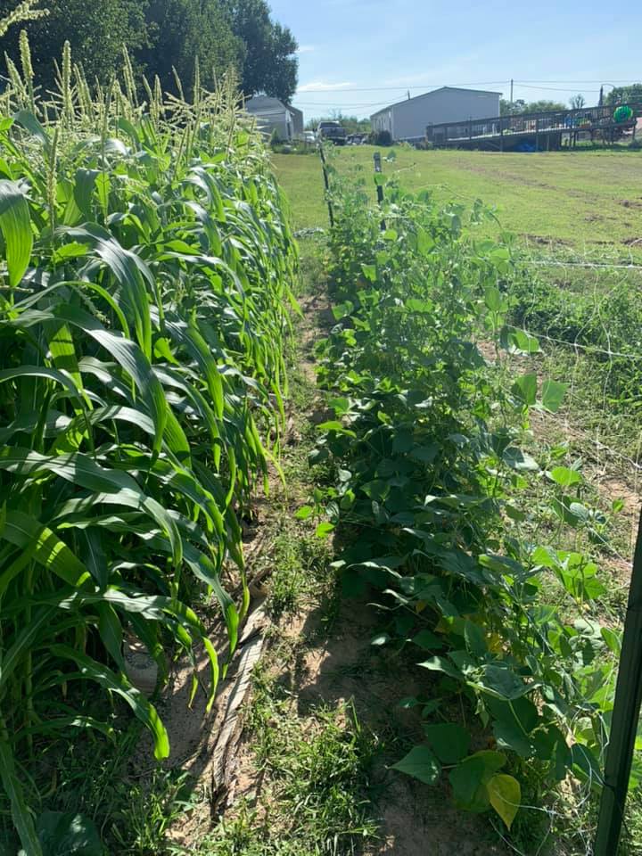 Morristown TN Garden 21