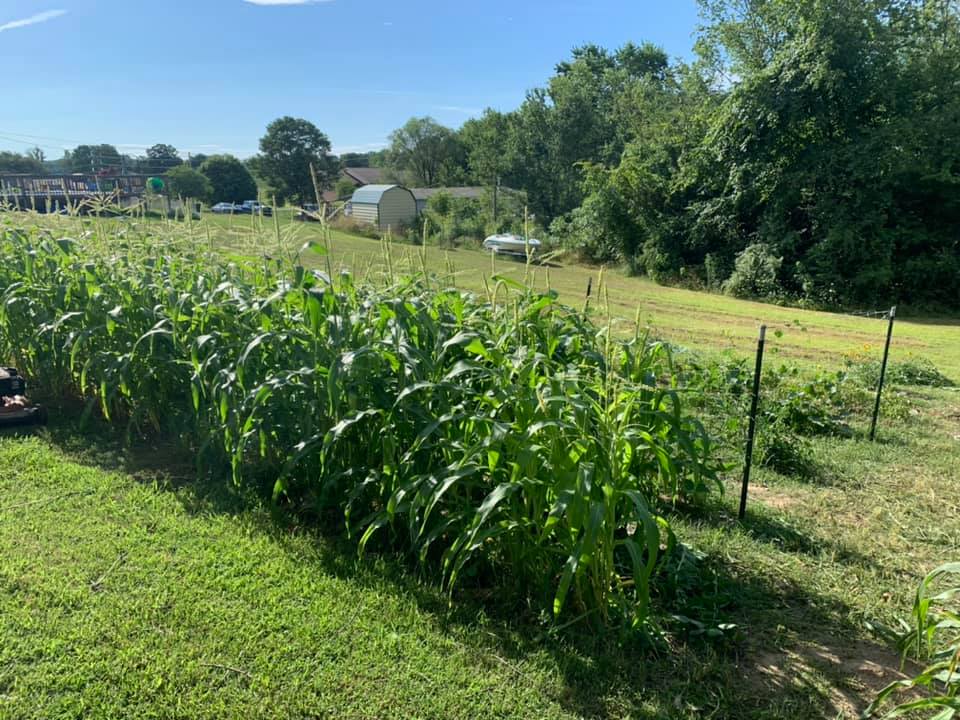 Morristown TN Garden 26