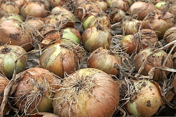 onion-crop-harvest-drying-royalty-free-thumbnail
