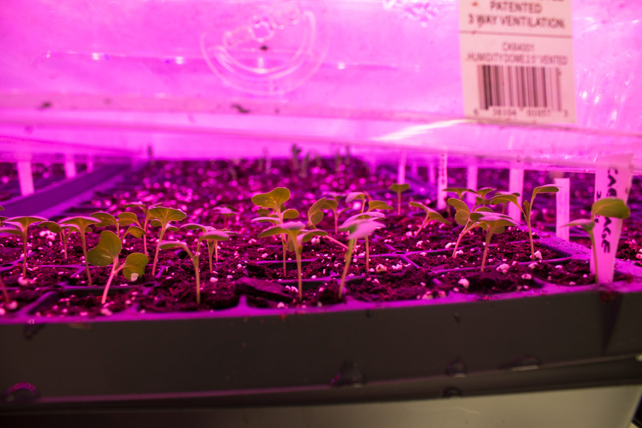 Image shows a black plastic tray of green seedlings about one inch tall glowing magenta under grow lights. A wooden popsicle stick on the far right is stuck in the dirt and labeled "cabbage."