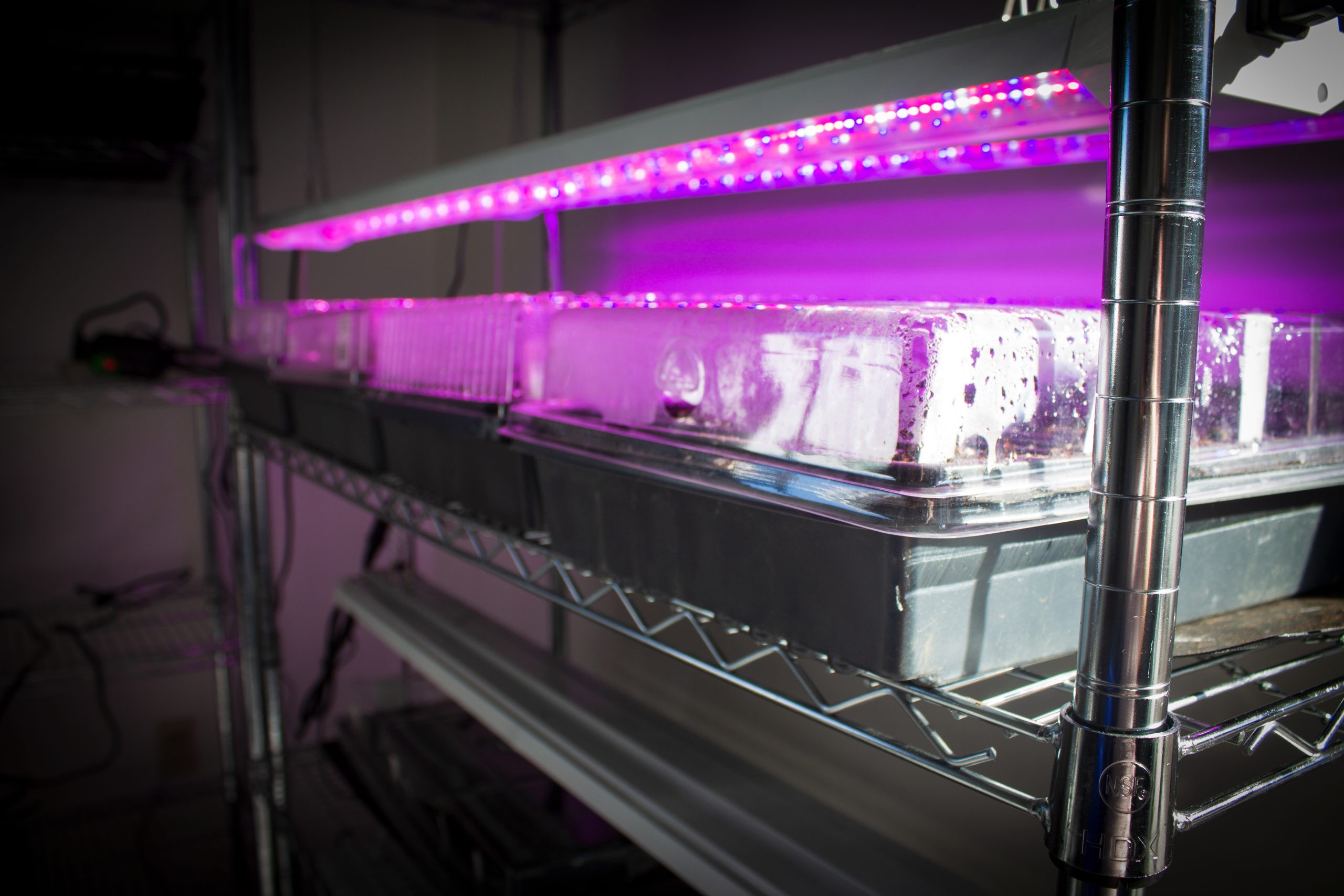 Image shows several black plastic seed starting trays sitting on a wire shelf. They are covered with clear plastic lids and glowing magenta from grow lights hung above them.