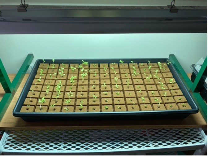 Germinated seeds, 14 days after sowing