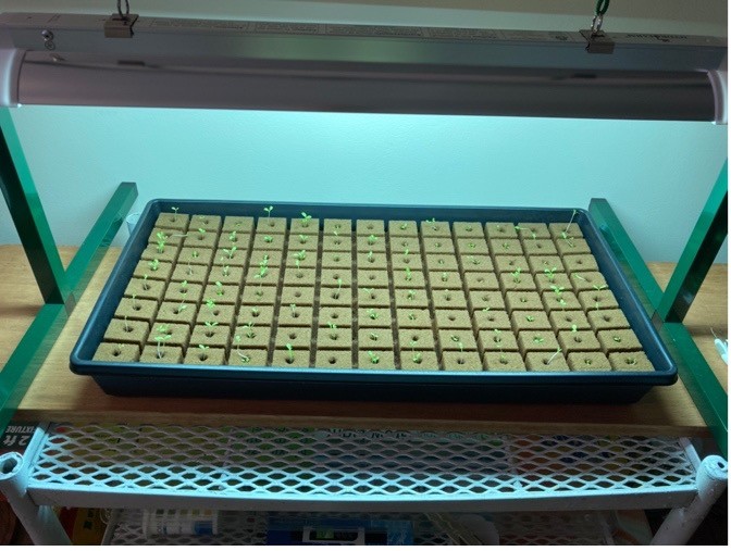 Germinated seeds, 7 days after sowing