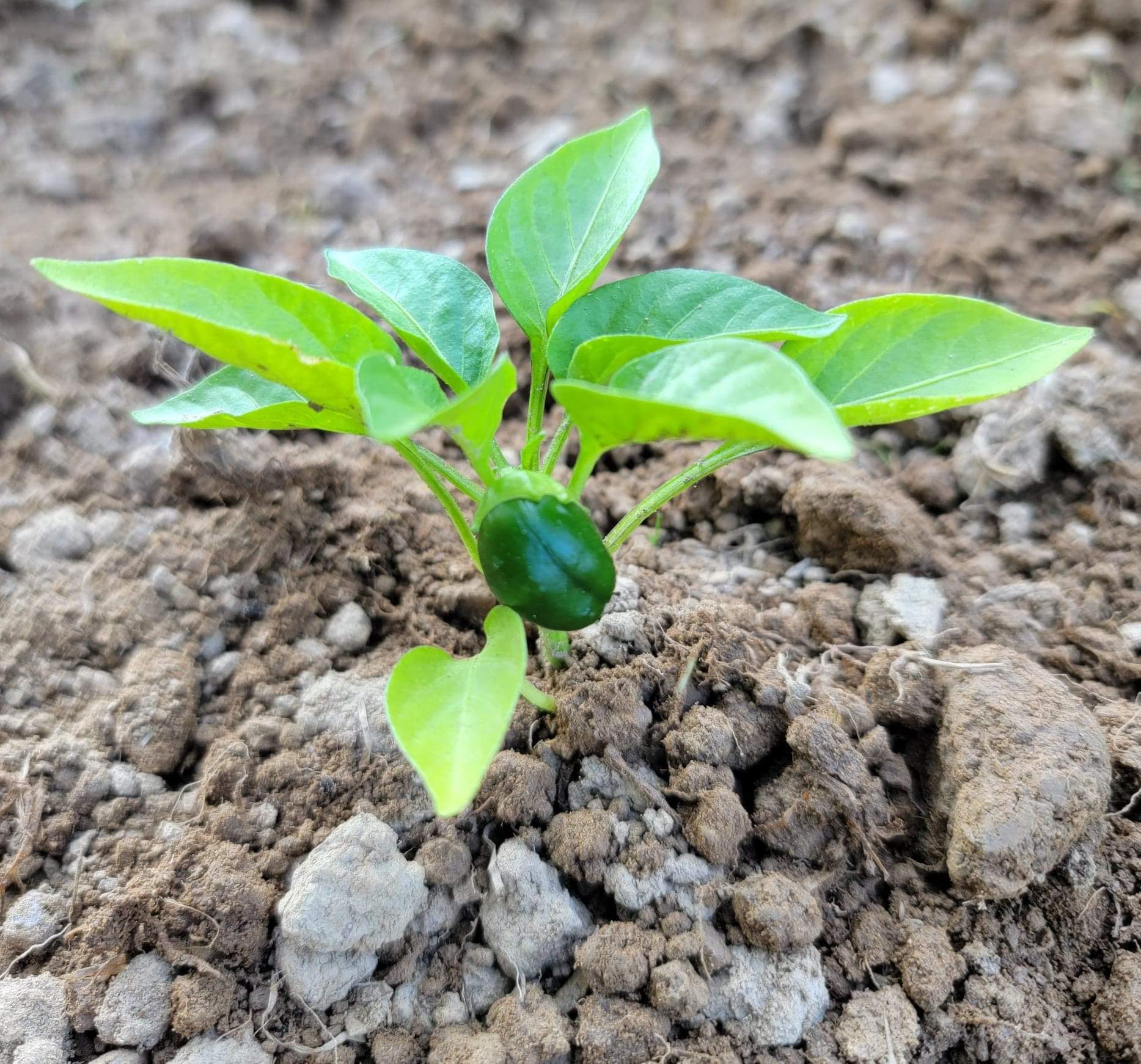 pepper