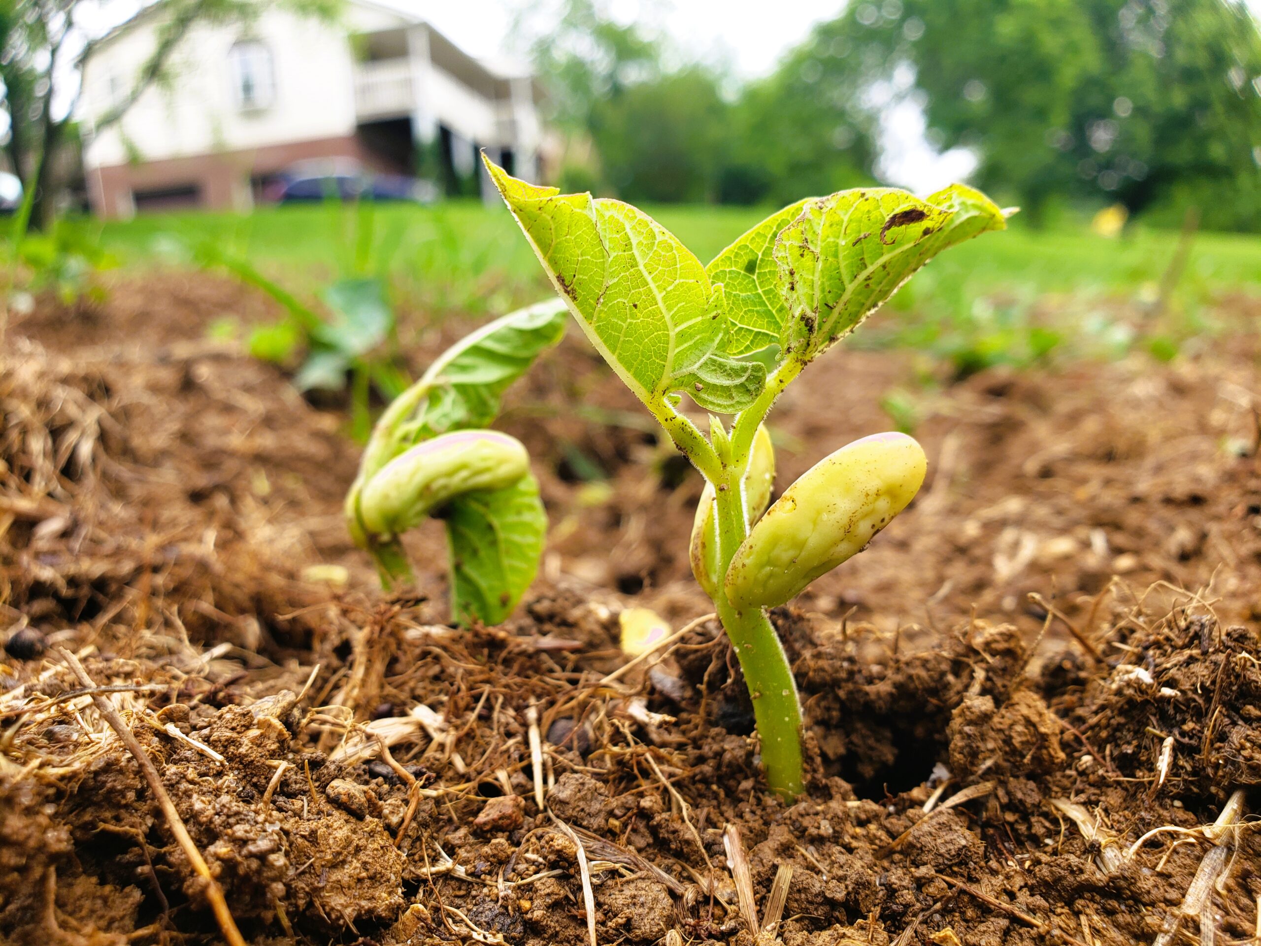 Bean Sprout Bean sprout