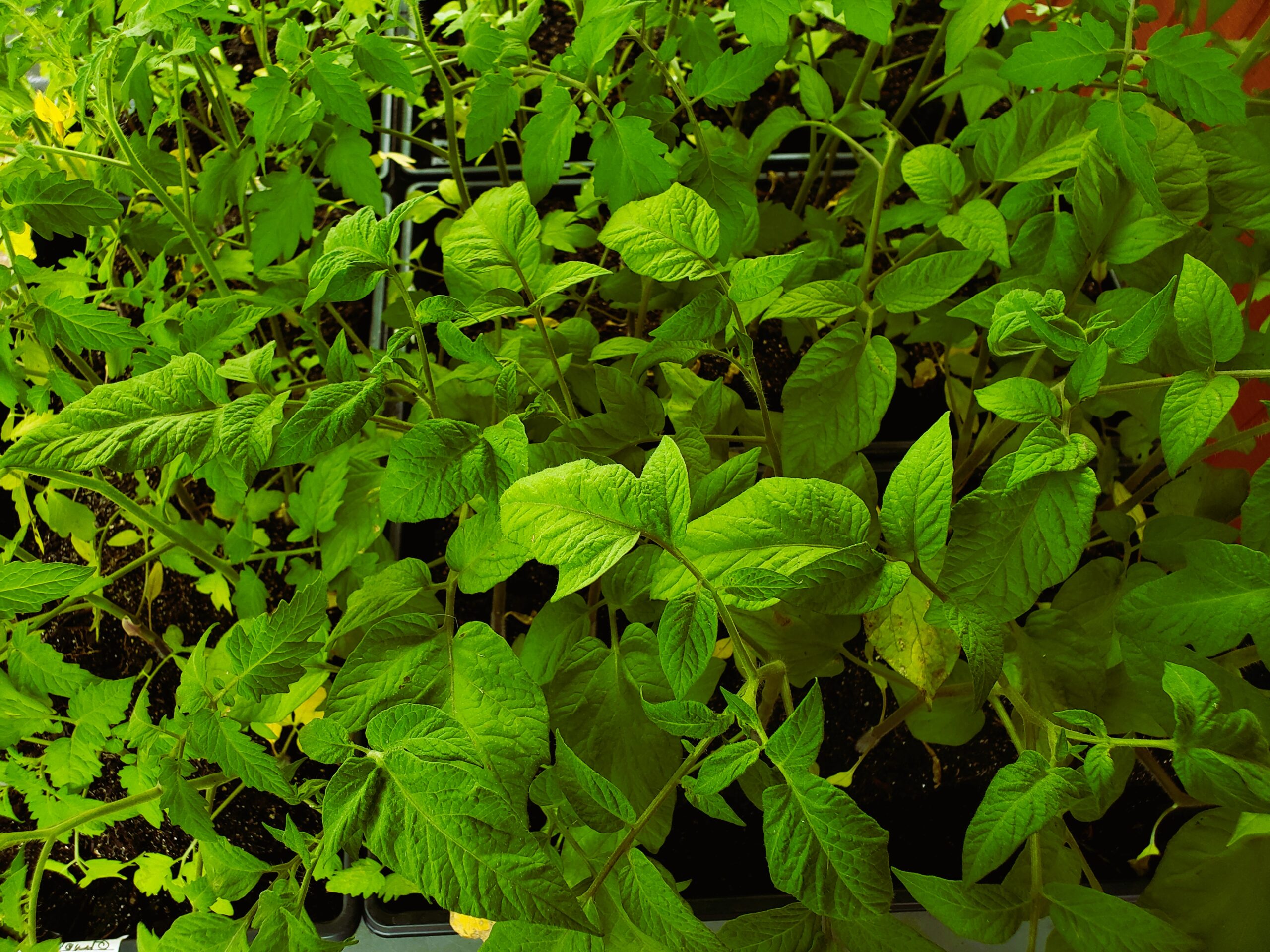 Brandywine Tomato Transplants