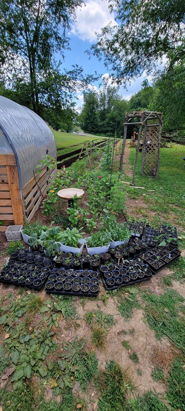 Seedlings