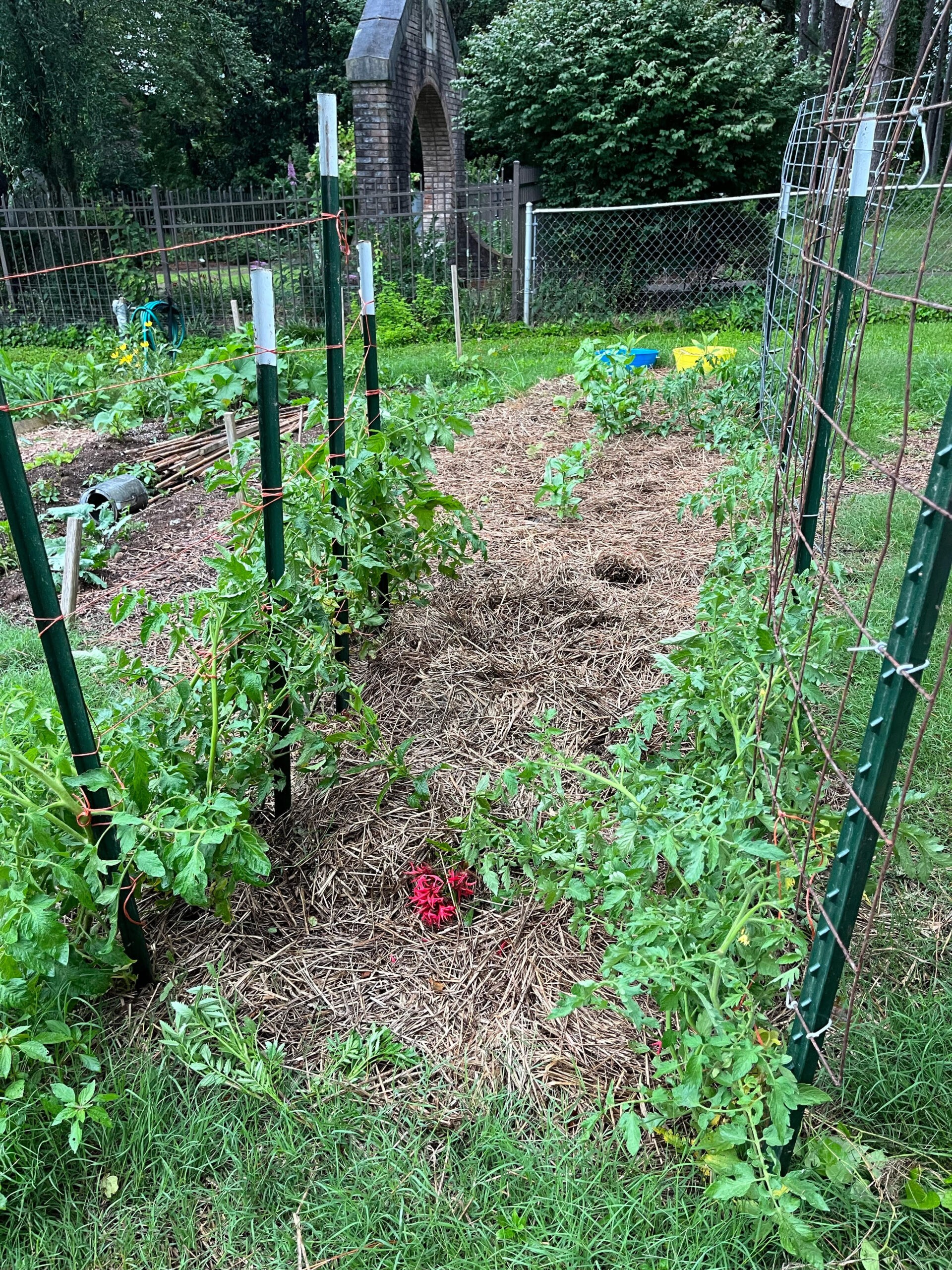 Casey’s Garden (1)