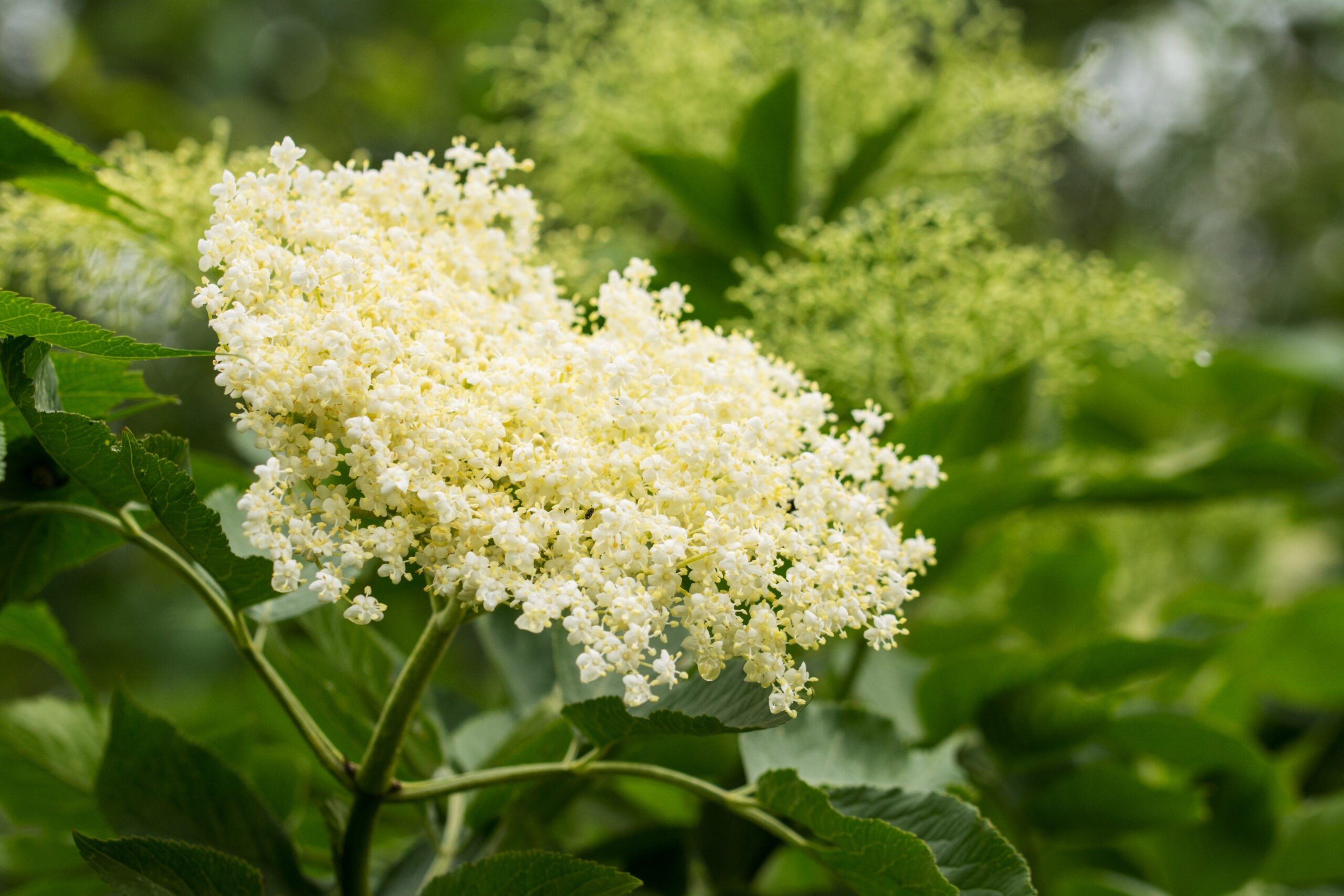 Closeup of cream-colored elderflower on an elder bush