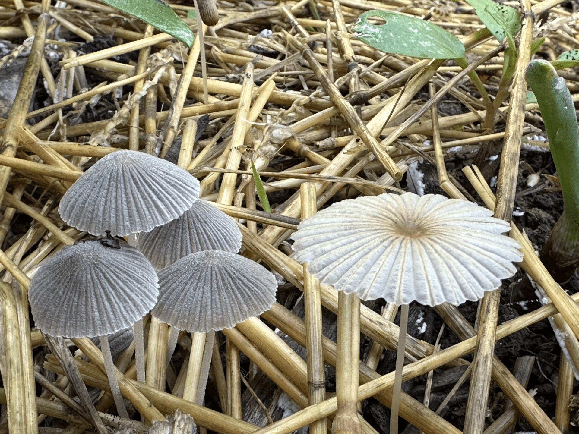 mushies