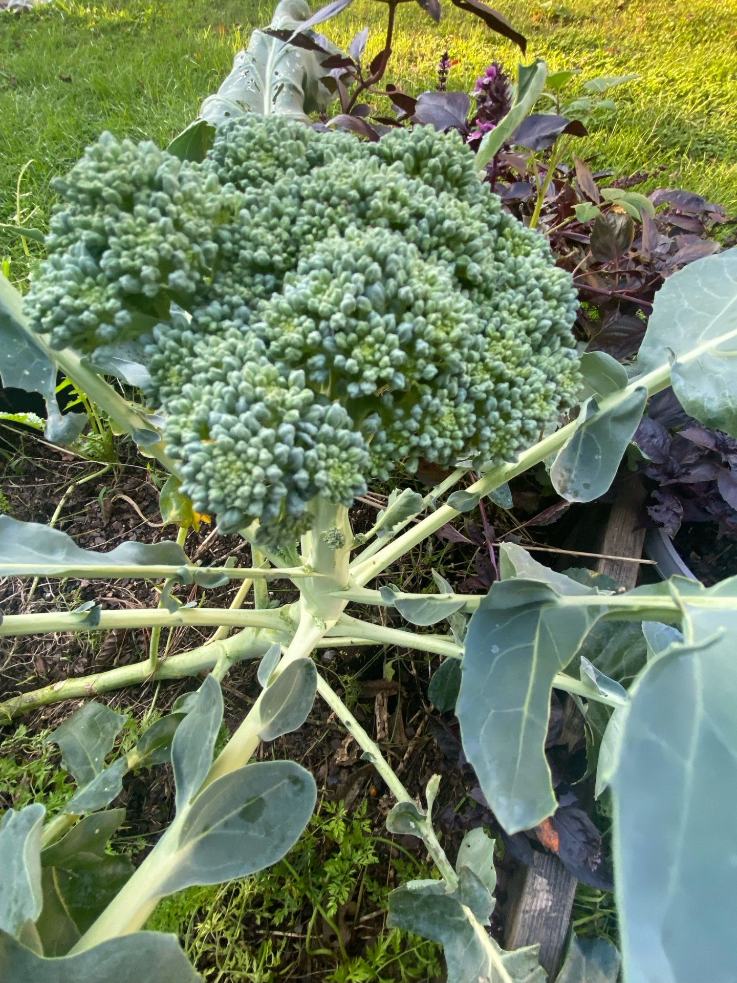 broccoli